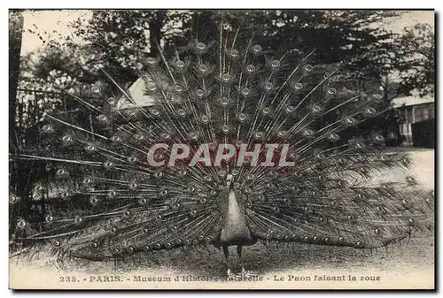 Cartes postales Paris Museum d&#39Histoire Naturelle La paon faisant la roue