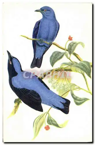 Moderne Karte Oiseaux bleus des fees