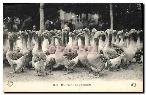 Cartes postales Oiseaux Une famille en villegiature Oies