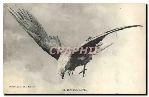 Ansichtskarte AK Oiseaux Roi des Alpes Rapace