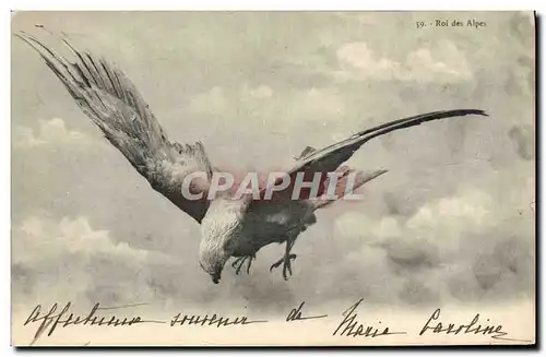 Ansichtskarte AK Oiseaux Roi des Alpes Rapace