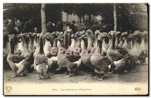 Cartes postales Oiseaux Une famille en villegiature Oies