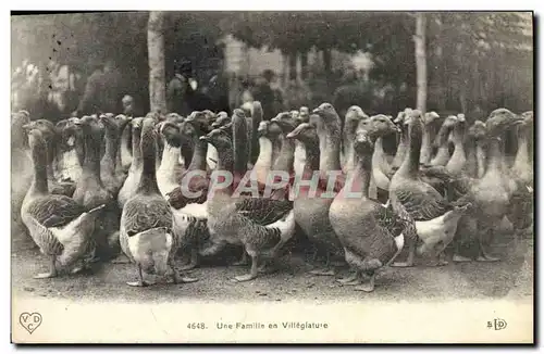 Ansichtskarte AK Oiseaux Une famille en villegiature Oies