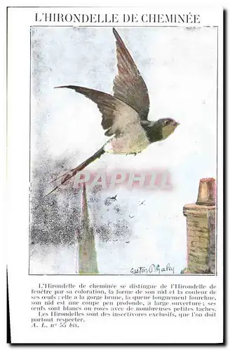 Cartes postales Oiseaux L&#39hirondelle de cheminee