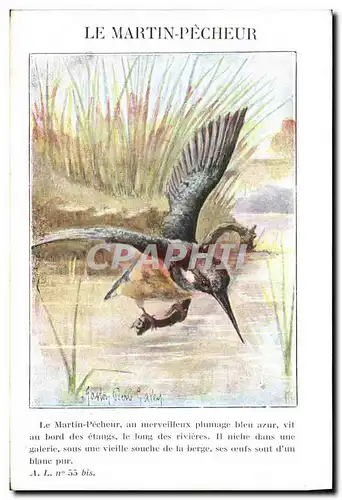 Cartes postales Le martin pecheur