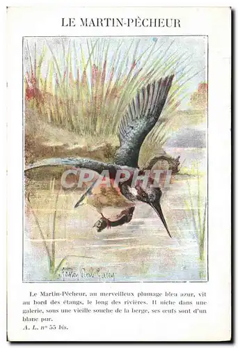 Cartes postales Le martin pecheur