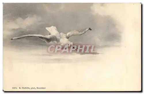 Cartes postales Oiseau Suisse Neuchatel