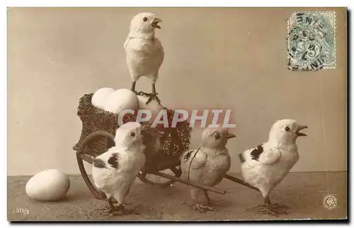 Cartes postales Poussins Oeuf