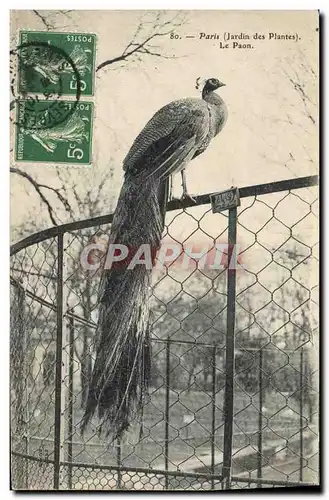 Cartes postales Paris Jardin des Plantes Le paon