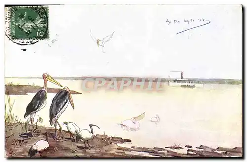 Cartes postales Oiseaux Bateau