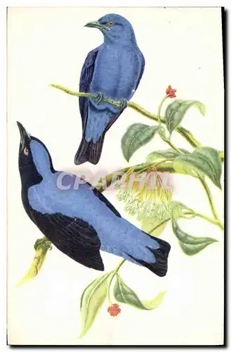 Ansichtskarte AK Oiseaux bleus des fees