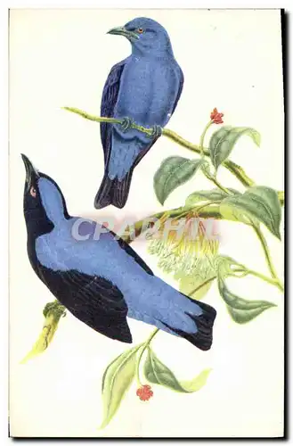 Cartes postales Oiseaux bleus des fees