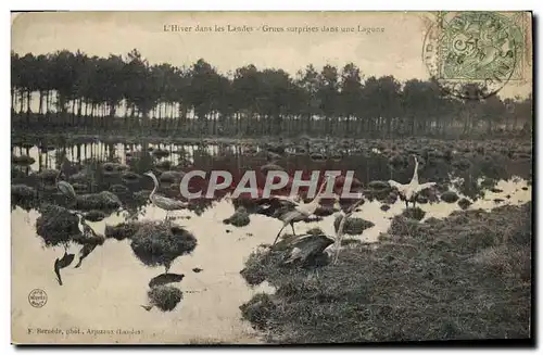 Ansichtskarte AK L&#39hiver dans les Landes Grues surprises dans une lagune