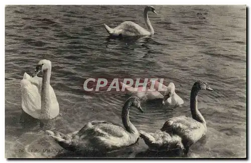 Cartes postales Cygnes