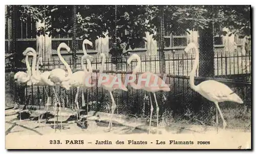 Cartes postales Paris Jardin des plantes Les flamants roses