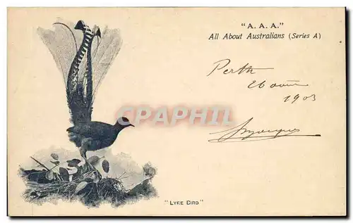 Cartes postales Australia Lyre Bird