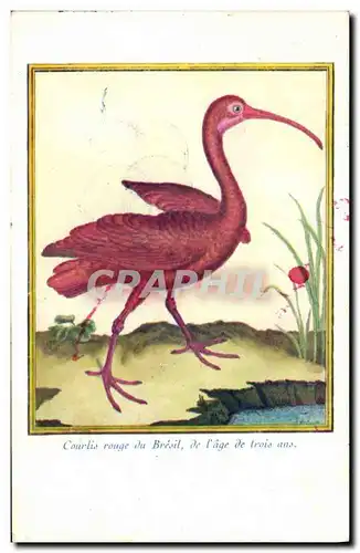 Cartes postales Courlis rouge du Bresil