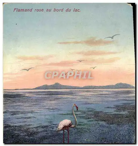 Cartes postales Flamand Rose au bord du lac