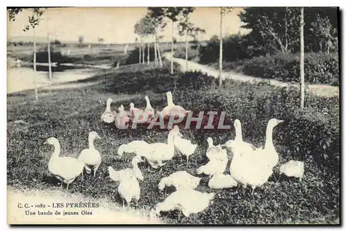 Cartes postales Pyrenees Une bande de jeunes oies