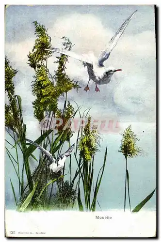 Cartes postales Mouette