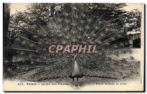 Cartes postales Paris Jardin des Plantes Paon faisant sa roue