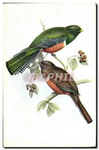 Cartes postales Oiseaux Trogon Collaris