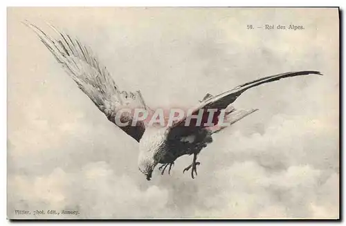 Cartes postales Roi des Alpes Rapace