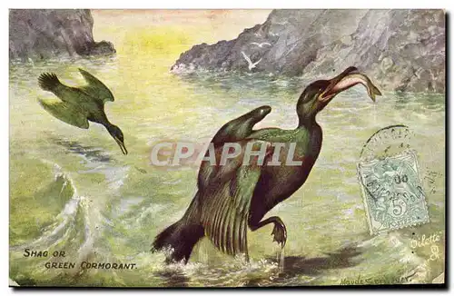 Cartes postales Shag or Green Cormorant