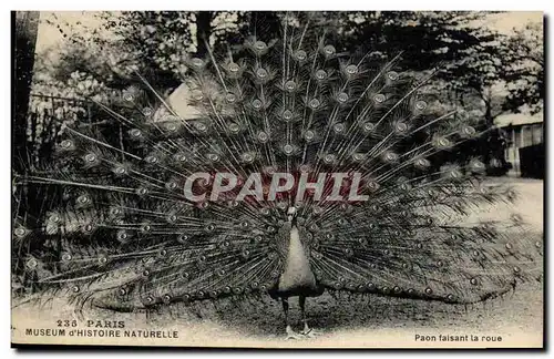 Vintage Postcard Paris Museum of Natural history Peacock making the wheel�