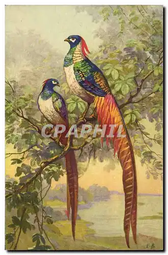 Cartes postales oiseaux crete rouge � identifier