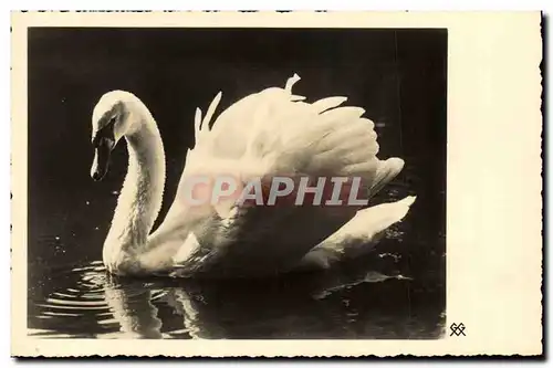 Cartes postales Cygne