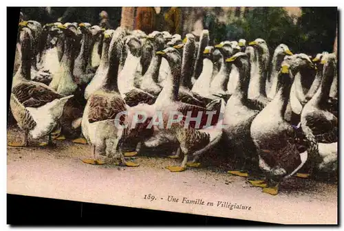 Cartes postales Oies Une famille en villegiature