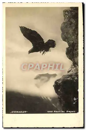 Cartes postales Steinadler Rapace Aigle