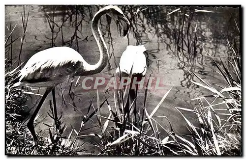 Cartes postales moderne Flamants roses aux Saintes Maries de la Mer