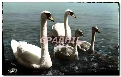 Moderne Karte Sur les rives du Leman Papa Cygne Maman Bebes