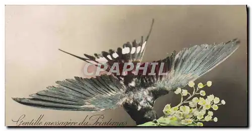 Cartes postales Oiseau Gentille messagere du Printemps porte lui bonheur