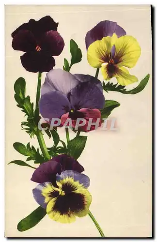 Cartes postales Fantaisie Fleurs