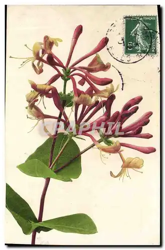 Cartes postales Fantaisie Fleurs