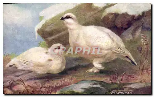 Cartes postales The Ptarmigan