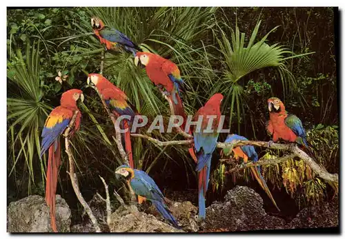 Cartes postales moderne Tropical Florida Perroquets Parrots