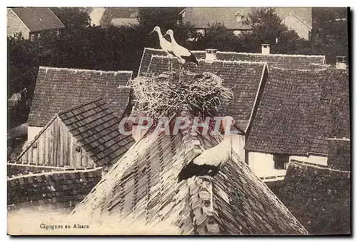 Cartes postales Cigognes en Alsace