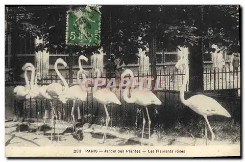 Cartes postales Paris Jardin des Plantes Les flamants roses