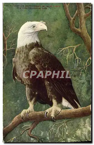 Cartes postales American white headed Bald Eagle Aigle Rapace New York Zoological Park Zoo