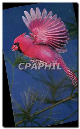 Cartes postales Cardinal