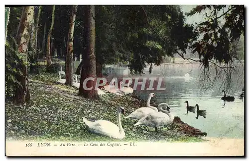 Cartes postales Lyon Au parc Le coin des cygnes