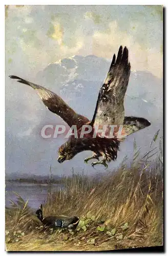 Ansichtskarte AK Aigle Rapace