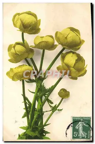 Cartes postales Fantaisie Fleurs