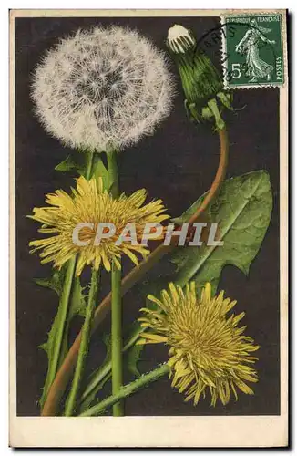 Cartes postales Fantaisie Fleurs