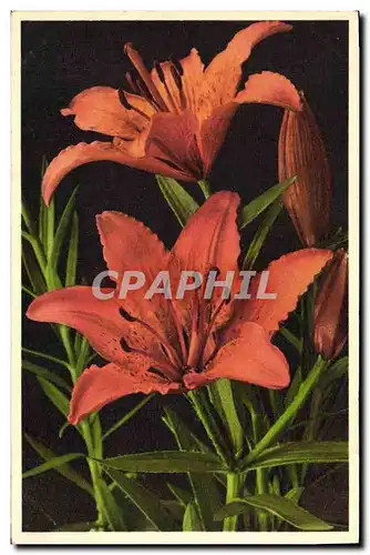 Cartes postales Fantaisie Fleurs