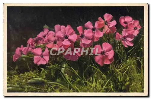 Cartes postales Fantaisie Fleurs Alpennelken